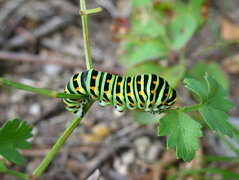 macaone Papilio machaon